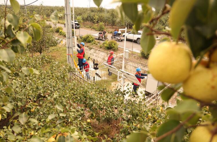 九游app：安徽砀山县：“智慧梨园”兴“梨都”焕新生(图1)
