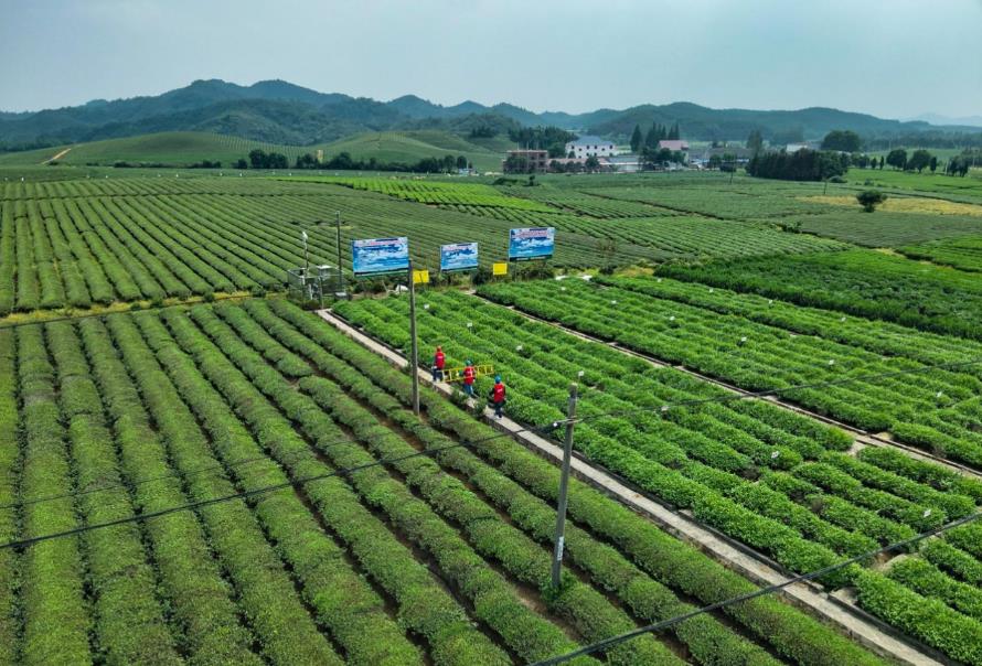 九游app：安徽东至：电力赋能茶产业提质增效奔振兴(图3)